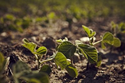 Emerging soybeans at ground level