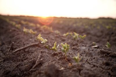 emerging soybeans