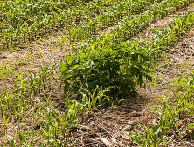 Emerging weed in corn field