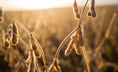 End of season soybeans at sunset