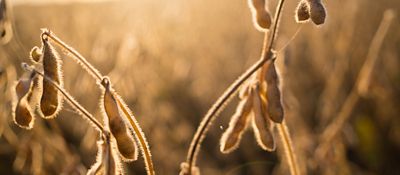 End of season soybeans weed free field