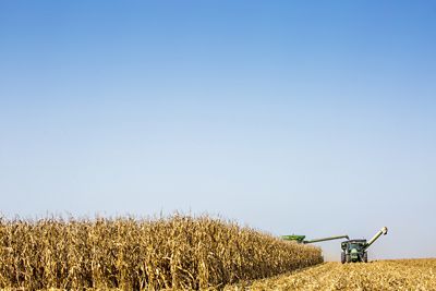 Corn harvest