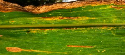 Imagem de folha de milho com estria bacteriana