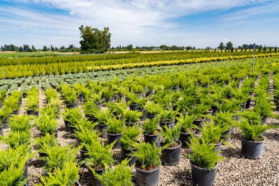 evergreens outdoors at nursery