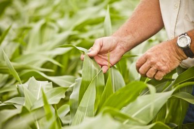 Examining corn leaves