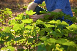 Examining Enlist cotton plants