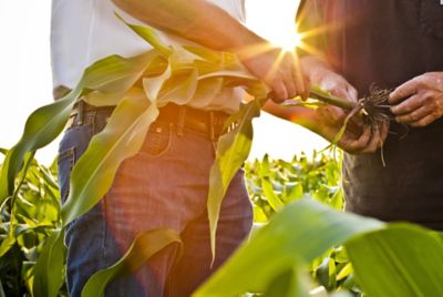 Examining corn roots