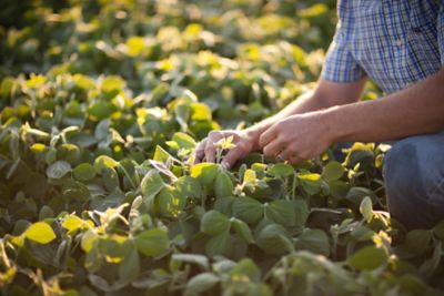 Examining soybeans - hands close up