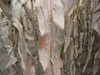 Fall Flooding Damage to Corn