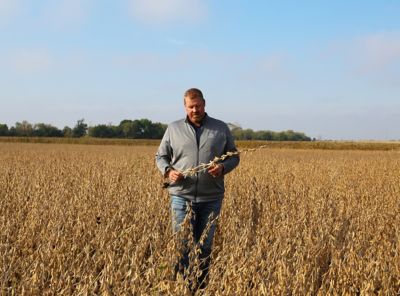 Farmer examing dried soybeans in field