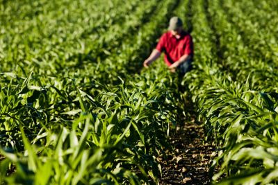 Farmer examining corn leaves