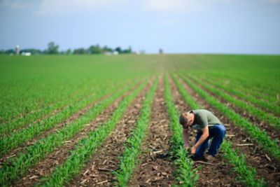 Farmer examining young corn in field