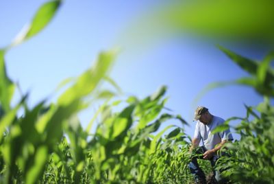 corn scouting