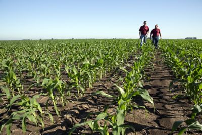 Farmers walking in early corn field