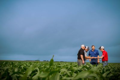 Farmers in a corn field, midseason