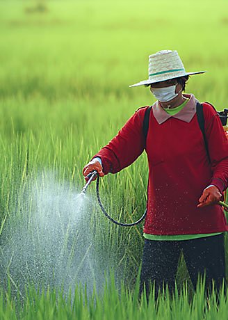 Farmers spray insecticides on rice