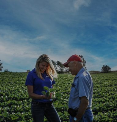 Female employee examing soybean plant with farmer