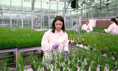Female scientist in greenhouse