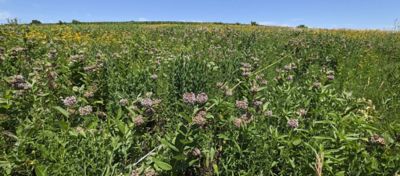 Field blooming with common milkweed