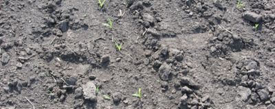 corn emergence