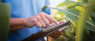 Corn Response to Reduced Nitrogen Environments in a 17-Year Study