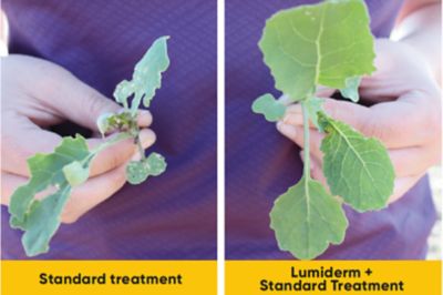 flea beetle affect on canola treated with lumiderm