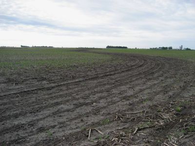 Flooded cornfield - early in the season