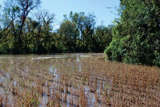 Flooded soybean field