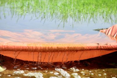 Flooded rice field