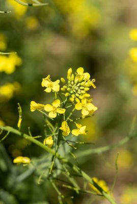 Close-up of small yellow flowers on a winter canola plant.