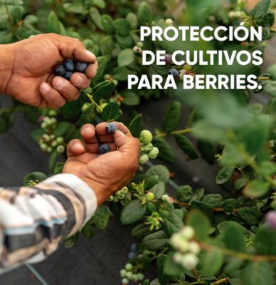 IMG-folleto_berries-3-LA-MX-V1.