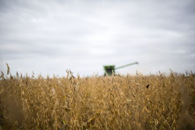 Soybean field at harvest