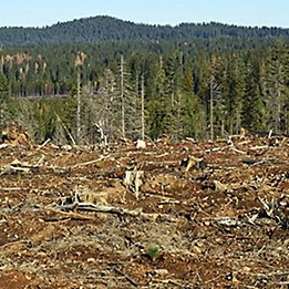 Image of trees cut down in forest
