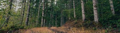 forestry edge
