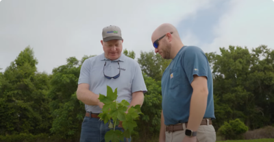 FORTIFY YOUR FIELDS: NEW PHYTOGEN® BRAND VARIETIES DELIVER PROTECTION AGAINST PESTS AND DISEASES