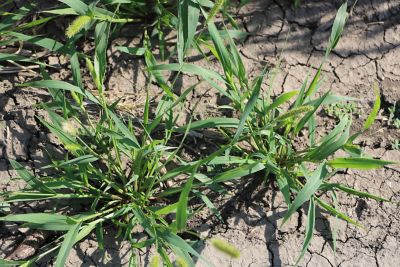 How to Control Foxtail