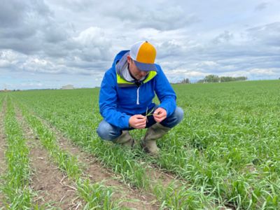 A man in a field checking the plant leaves