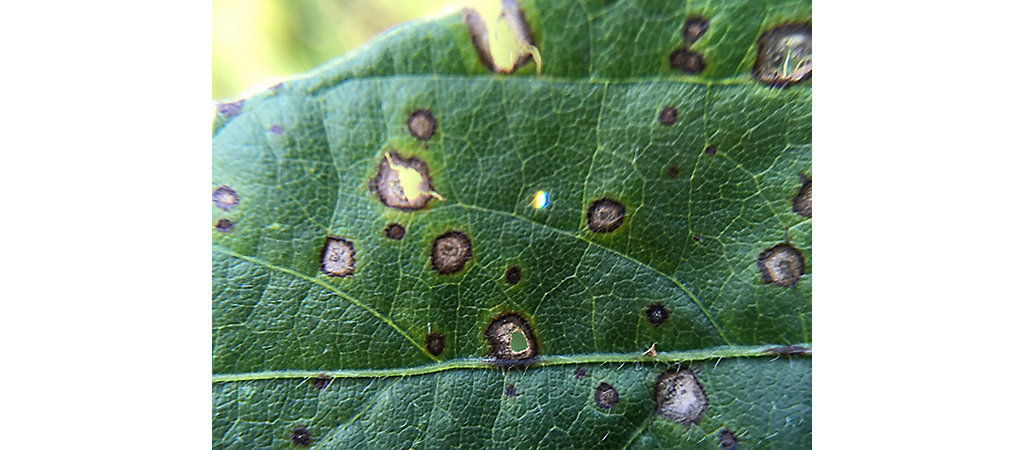 frogeye leaf spot tobacco Target of Leaf Spot in Tobacco