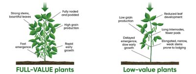 FULL-VALUE plants - low-value plants - soybeans