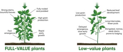 FULL-VALUE plants - low-value plants - soybeans