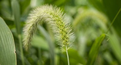 Giant foxtail