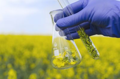 beaker in canola field