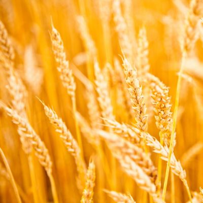 Golden wheat 