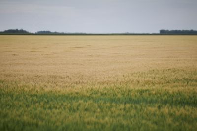 Golden wheat field