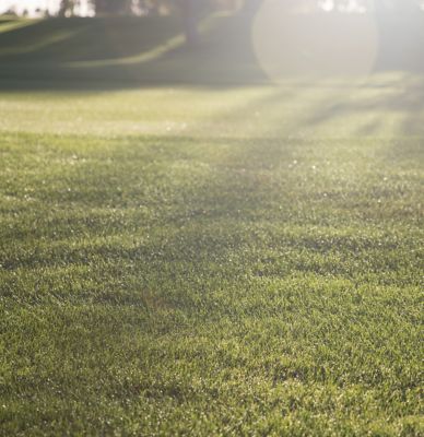 Golf hole rough with fairway in the background