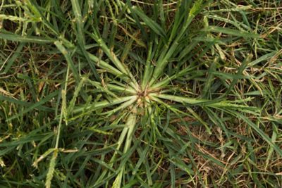 Goosegrass top view in turf
