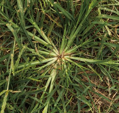 Goosegrass weed