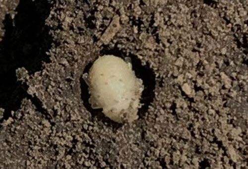 Grape colaspis pupa in soil.