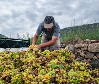 grape harvest