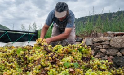Grape Harvest - Timeline of crop protection advances